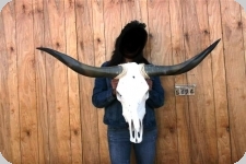 Tête de vache Texane taille XL 
de 110 cm à 140 cm d’Envergure    
