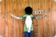 Tête de vache Texane taille XXL  
de plus de 140 cm d’Envergure  