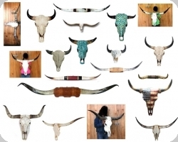 06 * Tête et corne de vache / Bison / Longhorns 